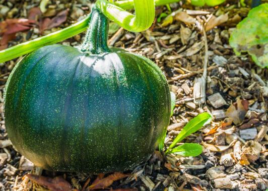 測(cè)土配方施肥儀 測(cè)土配方施肥儀