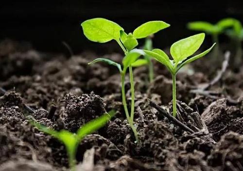 土壤養(yǎng)分測定儀 土壤養(yǎng)分測定儀