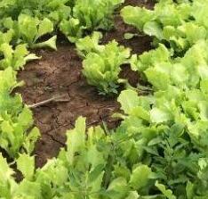 肥料養(yǎng)分檢測儀促進(jìn)農(nóng)業(yè)可持續(xù)發(fā)展！