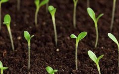 肥料養(yǎng)分檢測儀為農(nóng)業(yè)“減肥增收”賦能！