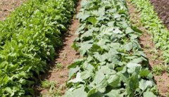 土壤肥料養(yǎng)分檢測儀助力鄉(xiāng)村振興戰(zhàn)略！