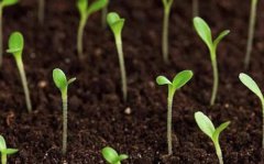 為什么要使用土壤測(cè)定儀？