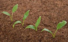 土壤水分測定儀有什么應(yīng)用？