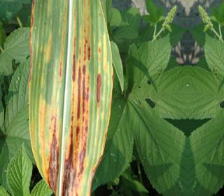 農(nóng)作物病害檢測(cè)儀 農(nóng)作物病害檢測(cè)儀