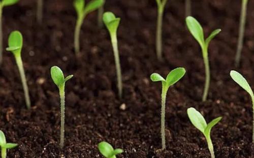 高智能土壤養(yǎng)分速測儀 高智能土壤養(yǎng)分速測儀