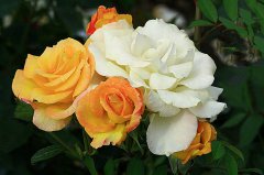 月季種植，土壤養(yǎng)分檢測儀檢測可以彌補土壤養(yǎng)