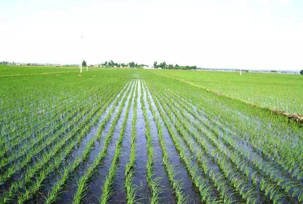 土壤化肥檢測儀 土壤化肥檢測儀