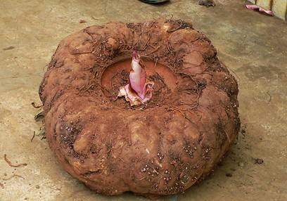 土壤養(yǎng)分檢測儀 土壤養(yǎng)分檢測儀