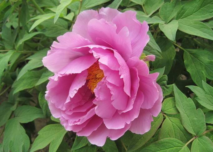 土壤PH值檢測儀 土壤PH值檢測儀