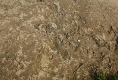 土壤養(yǎng)分檢測儀檢測出土壤肥力不足，土壤貧瘠