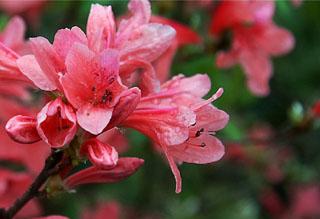 土壤養(yǎng)分檢測儀 土壤養(yǎng)分檢測儀