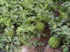 西瓜種植中，土壤養(yǎng)分速測(cè)儀應(yīng)該如何使用？