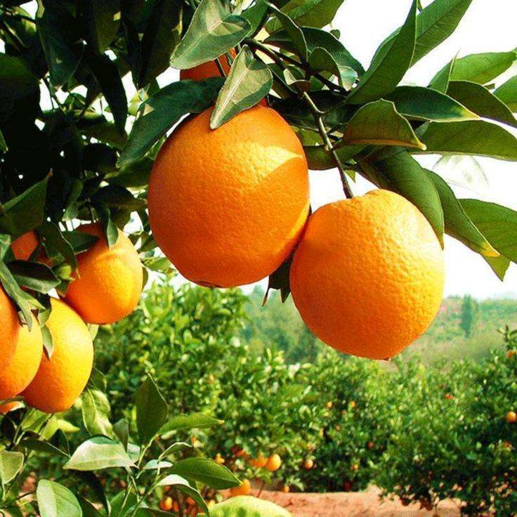 土壤養(yǎng)分檢測儀 土壤養(yǎng)分檢測儀