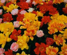 土壤養(yǎng)分檢測儀告訴你土壤和養(yǎng)分對(duì)花卉的影響