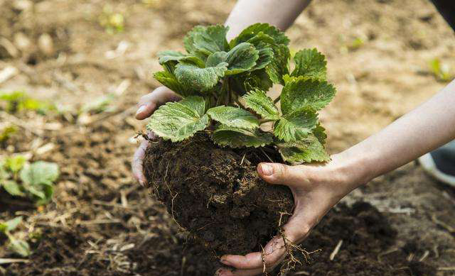 土壤養(yǎng)分檢測(cè)儀 土壤養(yǎng)分檢測(cè)儀