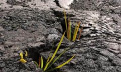 關(guān)于土壤重金屬污染的危害?