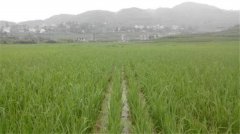 土壤養(yǎng)分速測(cè)儀如何分析肥力變化？