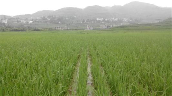 土壤養(yǎng)分速測儀 土壤養(yǎng)分速測儀