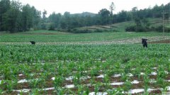 土壤墑情速測(cè)儀在核桃種植中效果好