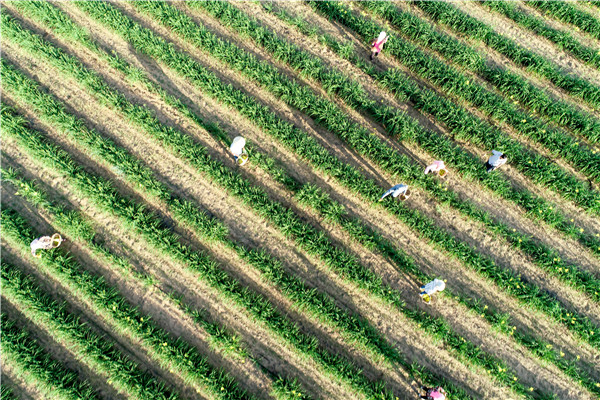 土壤養(yǎng)分速測儀 土壤養(yǎng)分速測儀