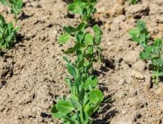 肥料養(yǎng)分測(cè)試儀如何幫助農(nóng)民實(shí)現(xiàn)精準(zhǔn)施肥？