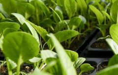 重金屬污染檢測需要用到什么儀器？