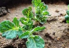 農(nóng)業(yè)生產(chǎn)進(jìn)行土壤重金屬測試的必要性！