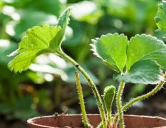 云唐土壤肥料養(yǎng)分測試儀可檢測的項(xiàng)目有哪些？