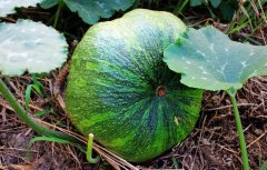 農(nóng)田科學(xué)施肥需要測土配方施肥儀