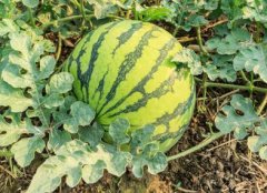 如何利用測土配方施肥儀增強土壤肥力？