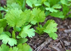 為什么建議農(nóng)業(yè)地區(qū)配備測(cè)土配方施肥儀？