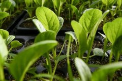 測(cè)土配方施肥儀避免施肥不均問(wèn)題