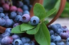 為什么要選擇山東云唐肥料養(yǎng)分測試儀？