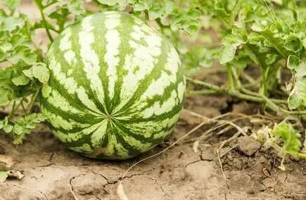 土壤養(yǎng)分測(cè)試儀